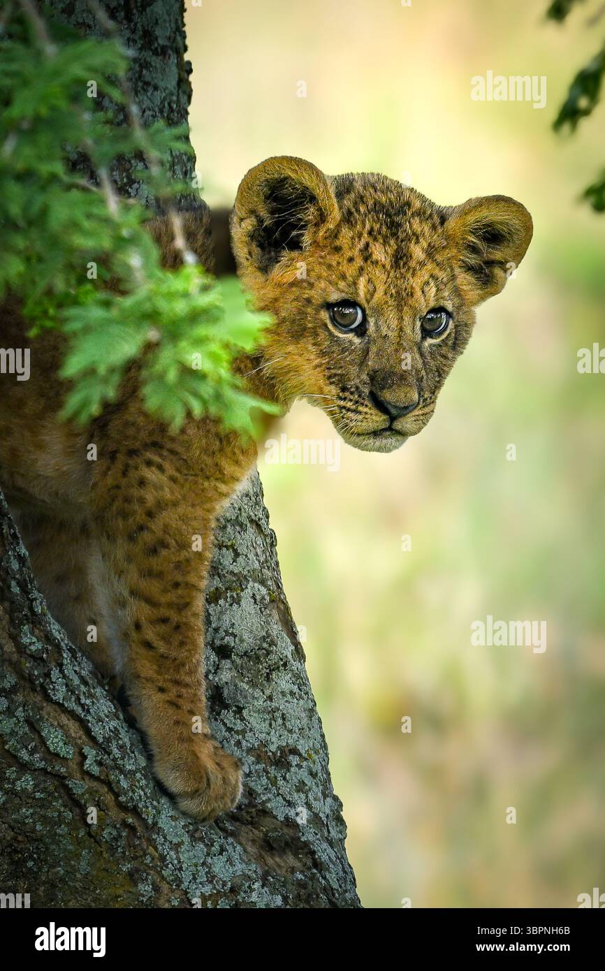 Junge Löwenjungen, die hinter einem Baum im Maasai Mara National Reserve in Kenia blicken. Stockfoto
