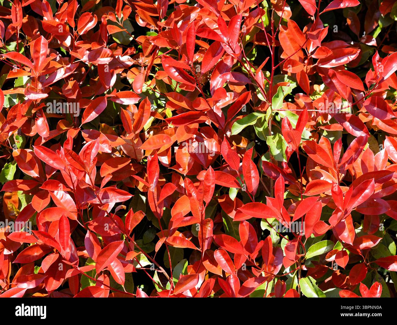 Hintergrundrotes Laub des Photinia-Busches. Neue Blätter werden rot und werden mit der Zeit grün Stockfoto