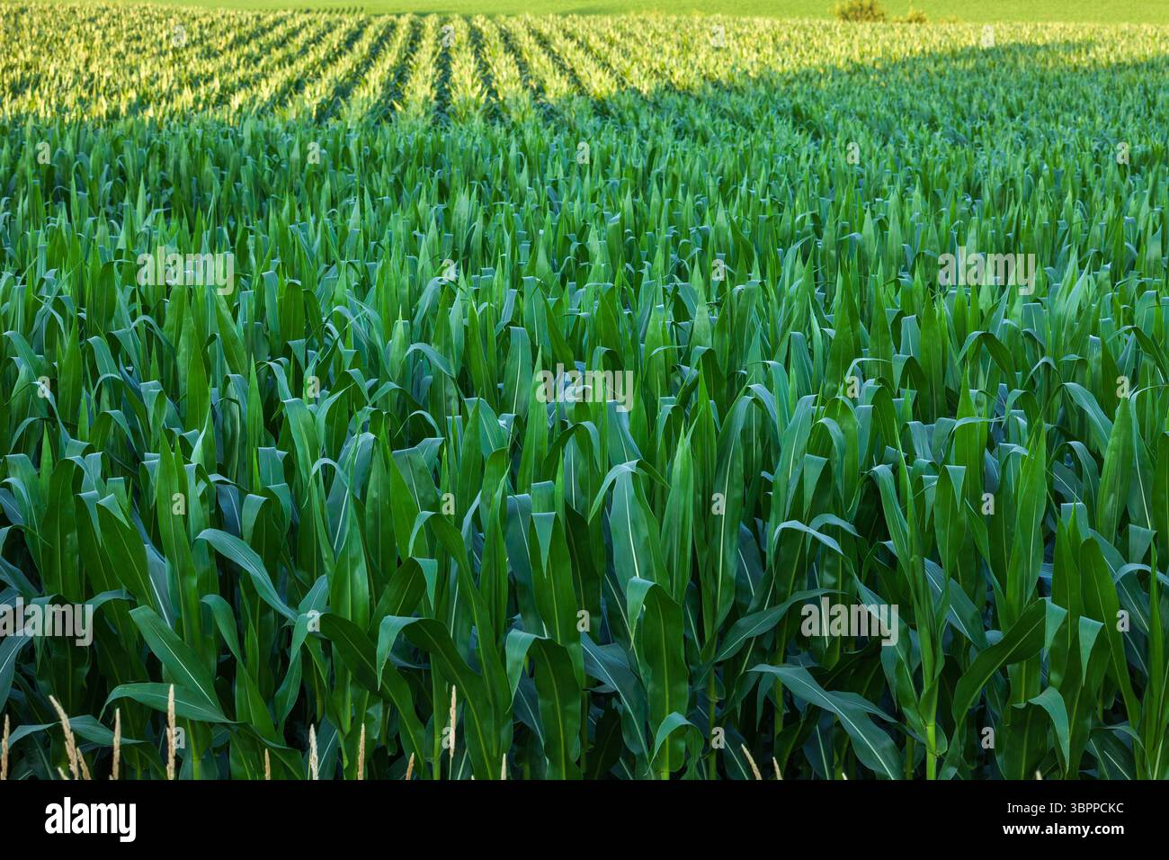 Selektiver Fokus der Maisfeldnähe mit Maisreihen im Hintergrund während des Sommers Stockfoto