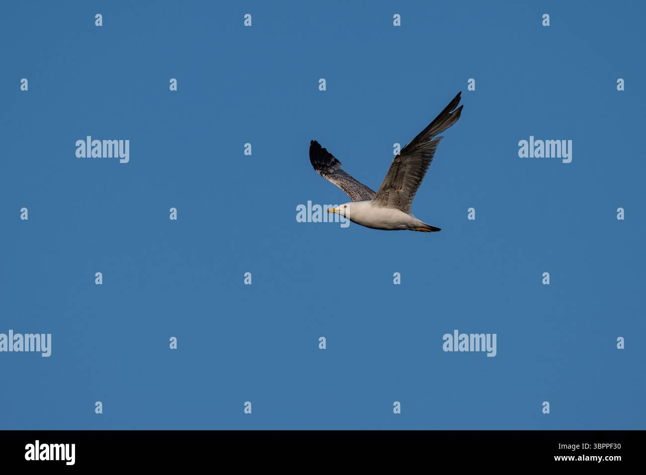 Eine Möwe spreizt ihre Flügel und gleitet über den hellblauen Himmel. Während des Fluges fallen sein weißer Körper und die grauen Flügel mit schwarzen Spitzen reflektierend auf Stockfoto