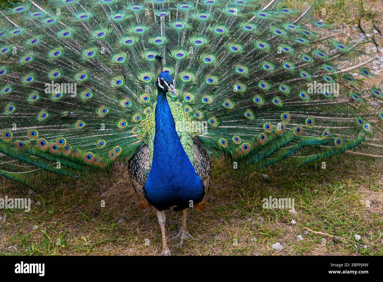 Der wunderschöne Pfau zeigt seine bunten Federn im Naturschutzgebiet und zeigt sein lebendiges Gefieder. Stockfoto