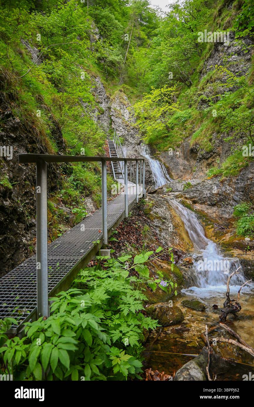 Wasser stürzt Felsen in einer grünen Waldlandschaft hinunter, überquert von einer Metallgitterstege mit Stufen und Geländern. Stockfoto