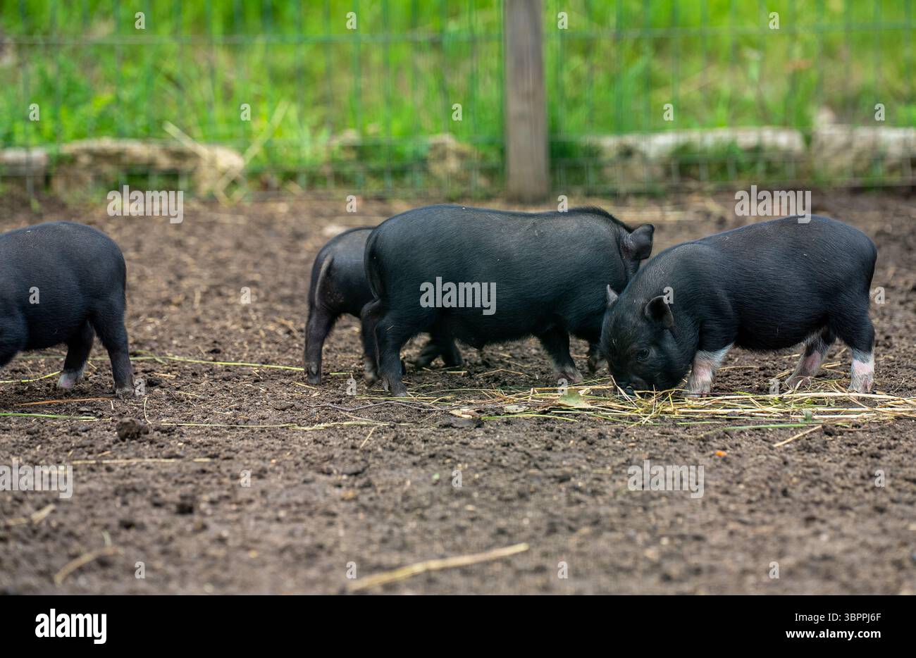 Vietnamesisches Topfbauchferkel auf der Farm. Stockfoto