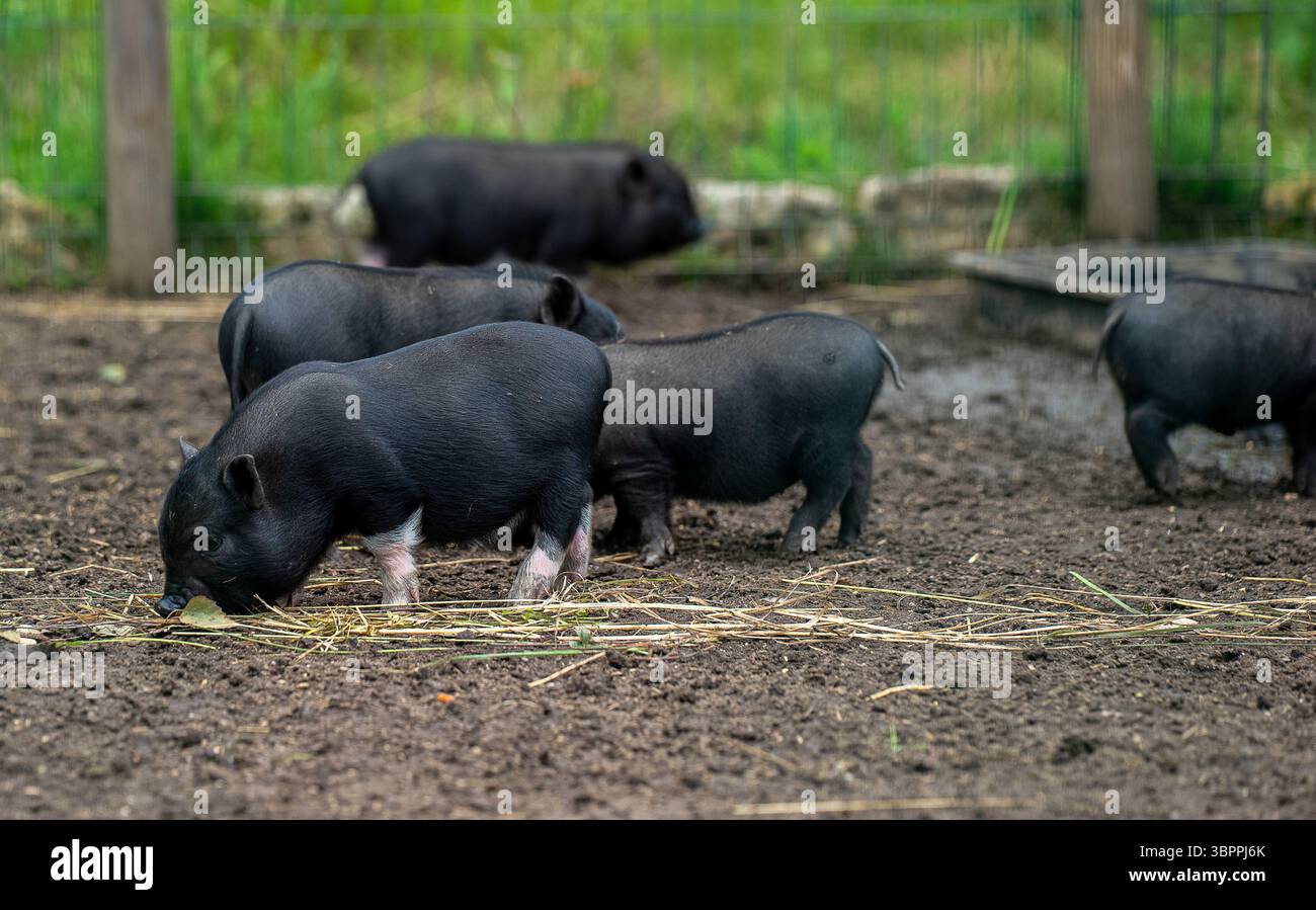Vietnamesisches Topfbauchferkel auf der Farm. Stockfoto