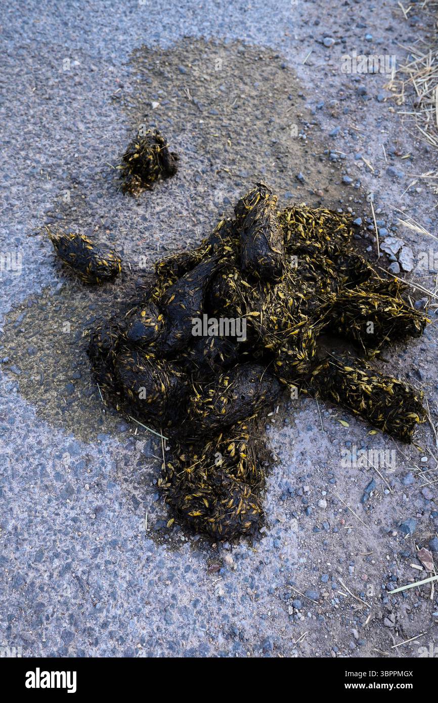 Frischer Bärenkot mit sichtbaren Resten unverdauter Körner liegt auf dem Asphalt. Stockfoto