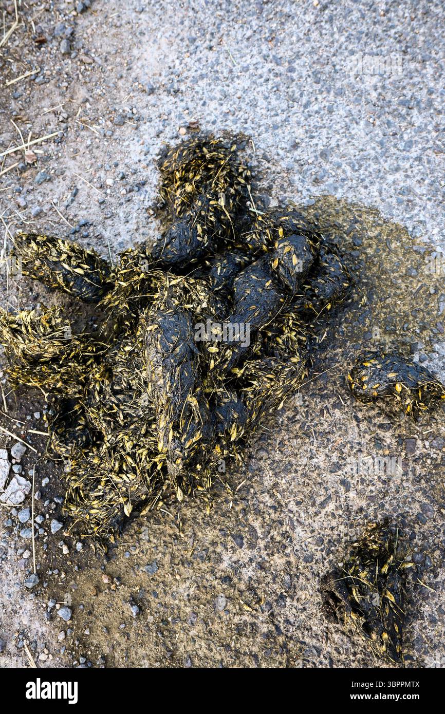 Frischer Bärenkot mit sichtbaren Resten unverdauter Körner liegt auf dem Asphalt. Stockfoto