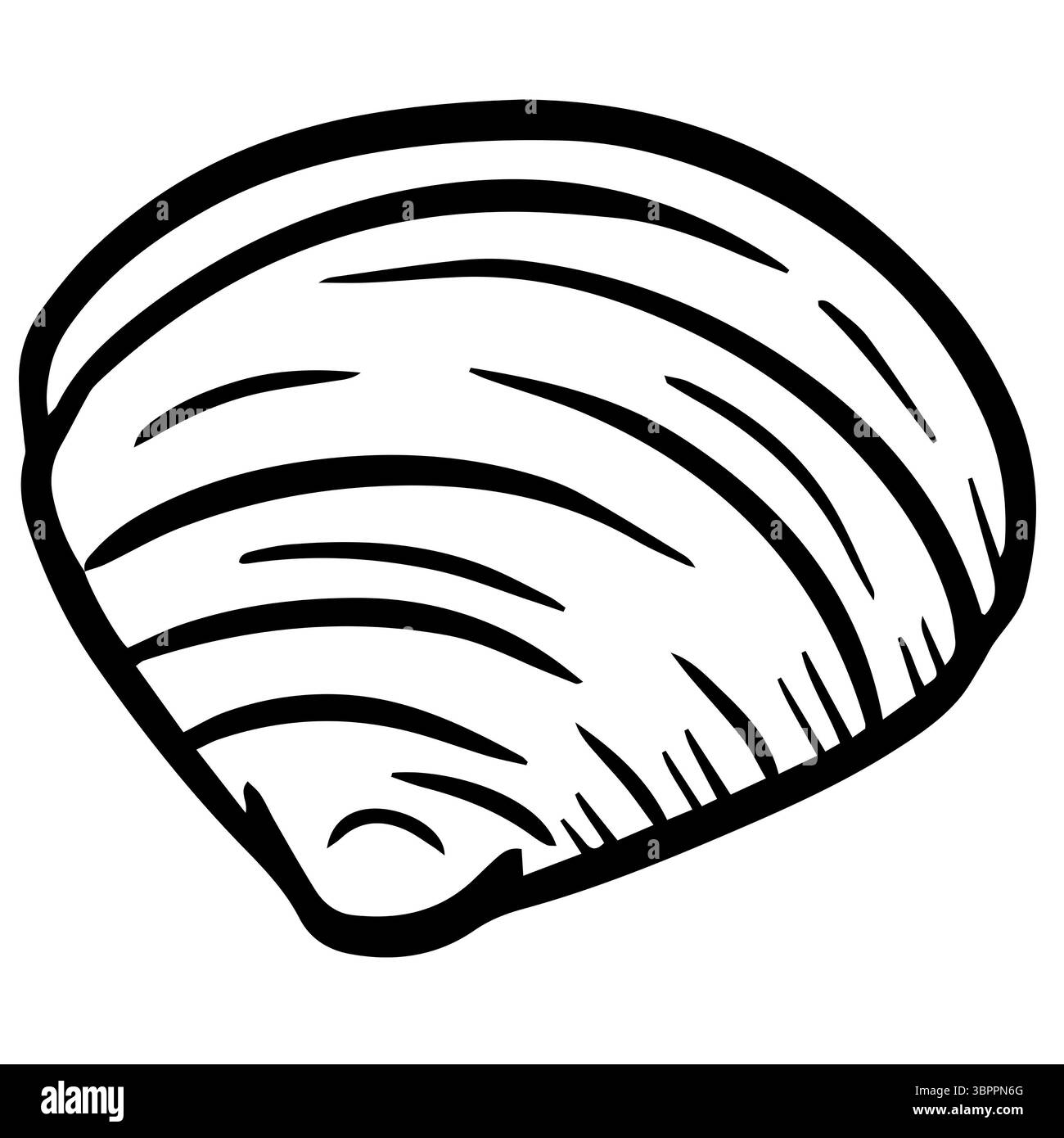 Handgezeichnete Clipart-Illustration von Muschelmuscheln Muscheln am Meer Stockfoto