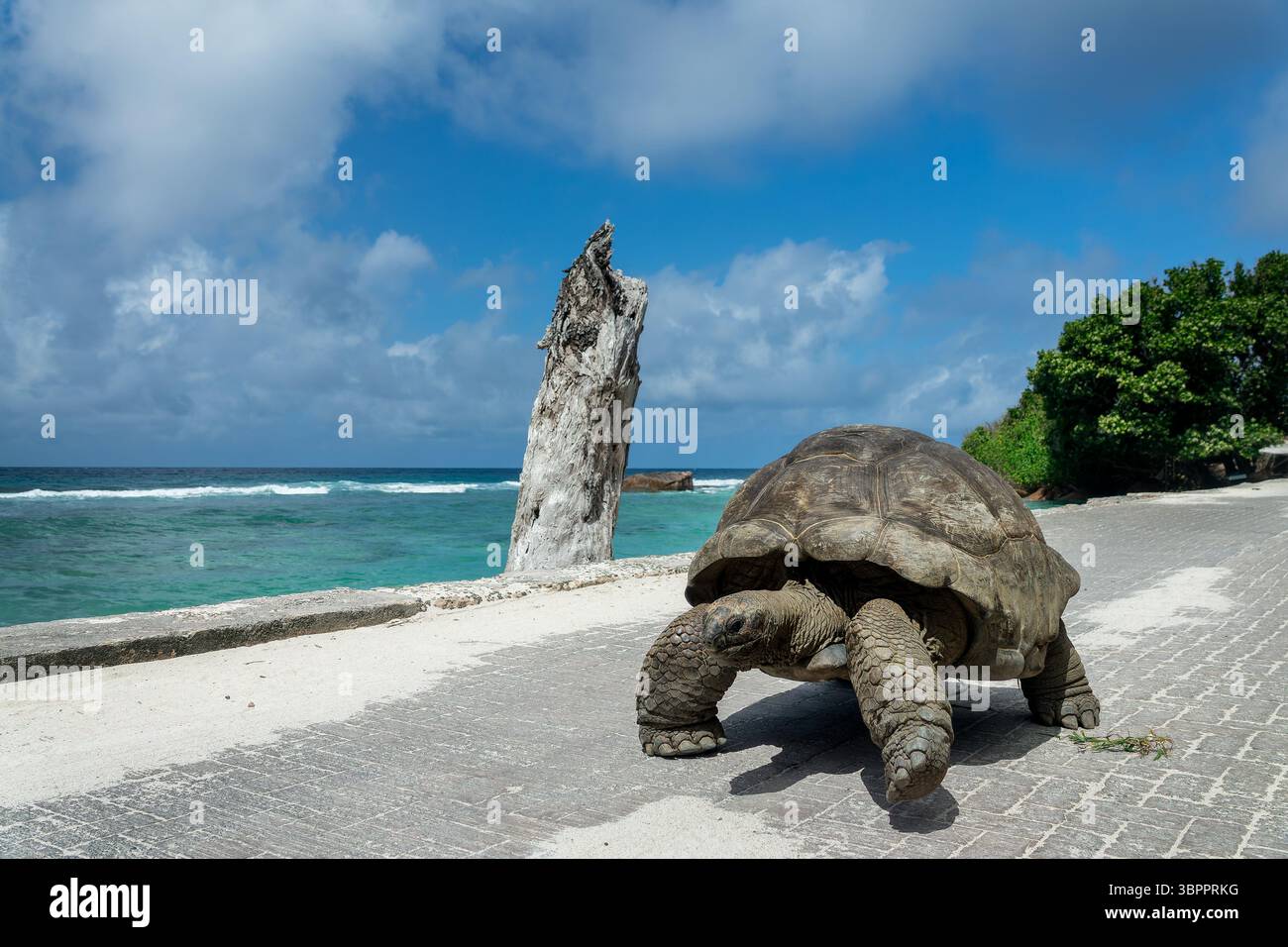 Riesenschildkröte auf der Straße in der Nähe des Strandes auf der Insel LaDigue, Seychellen Stockfoto