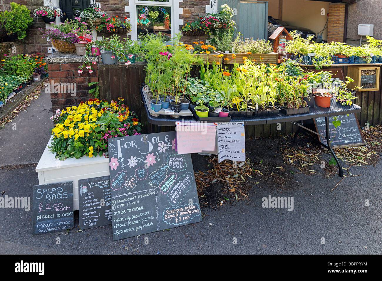 Pflanzen zum Verkauf außerhalb des Hauses am Straßenrand, Cwmbran, Wales, Großbritannien Stockfoto