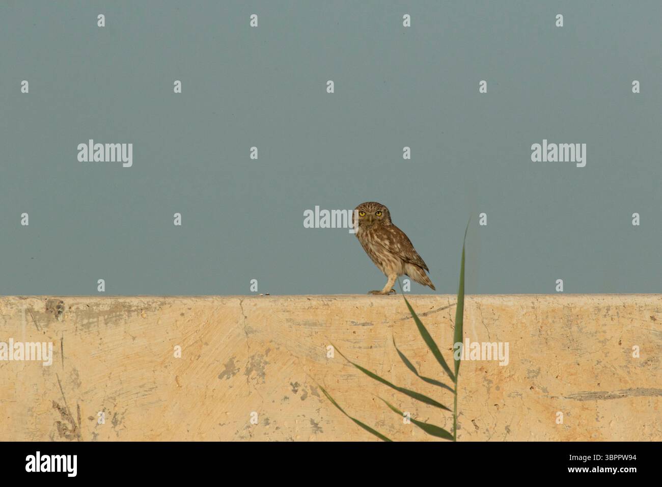 Die kleine Eule (Athene noctua) steht auf einer Mauer in Usbekistan Stockfoto