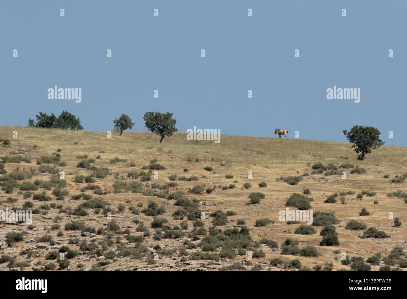 Einsames Pferd - Usbekistan Stockfoto