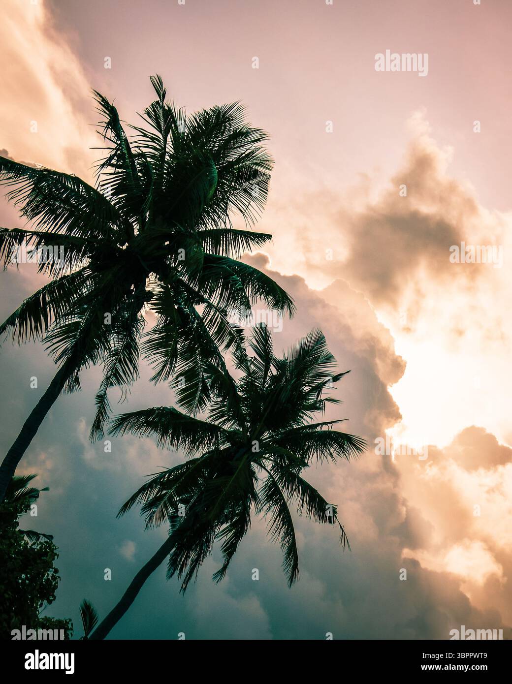 Filmische zwei grüne Palmen Epic Sturm tropische Wolken bilden sich über Palmen Silhouetten bei Sonnenuntergang auf tropischen Inseln. Schlechtes Wetter Klimawandel Stockfoto