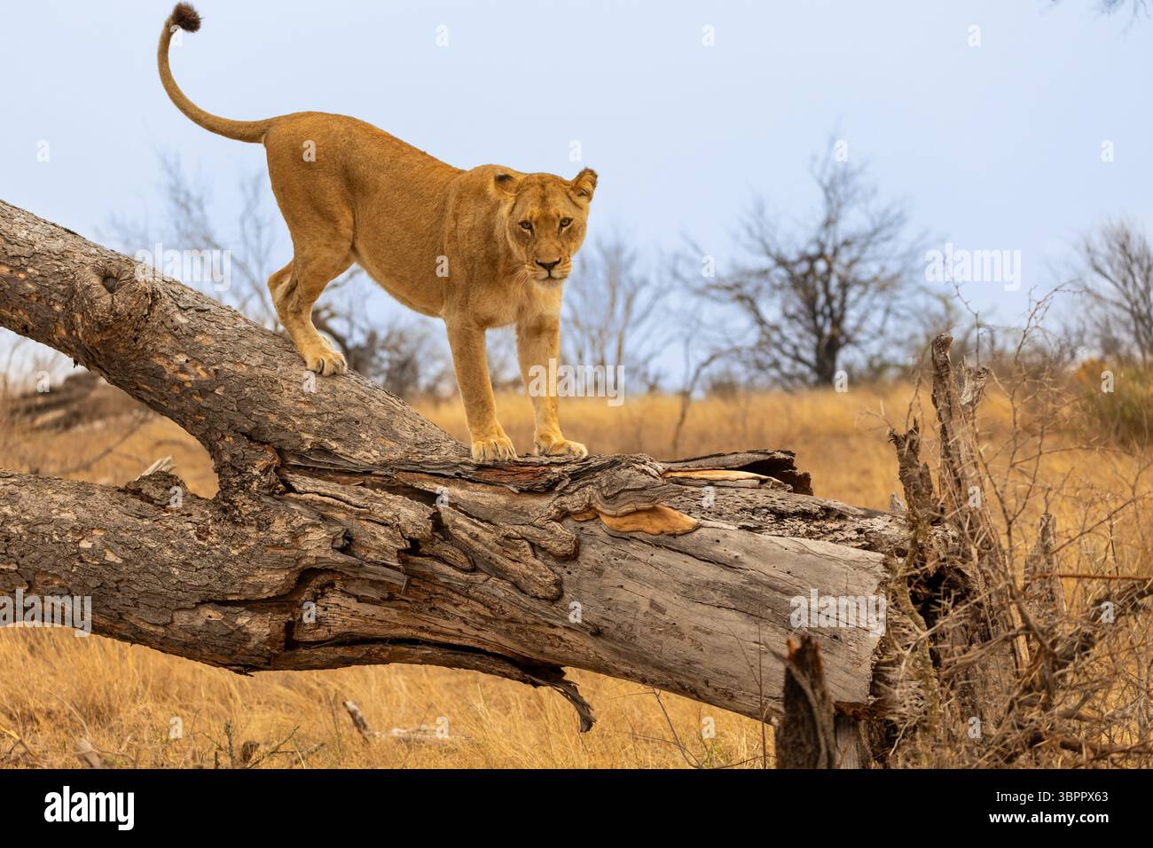 Eine junge Löwin, die auf einem umgestürzten Baumstamm steht, schaut in die Kamera im Kruger-Nationalpark in Südafrika Stockfoto