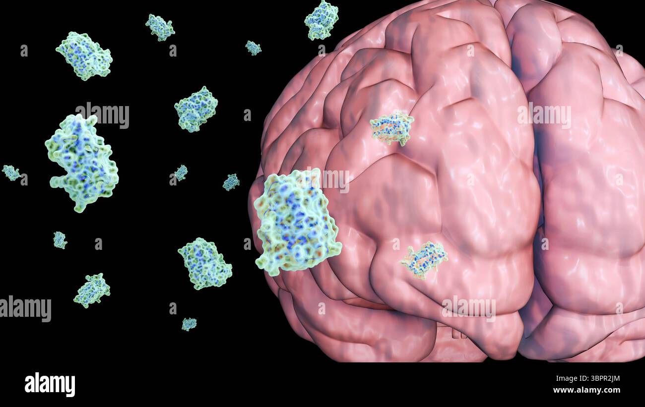 Eine 3D-Darstellung von Leptinmolekülen und menschlichem Gehirn, die Mechanismen, die die Fettreserven des Körpers direkt an das Gehirn für Appetit übermitteln Stockfoto