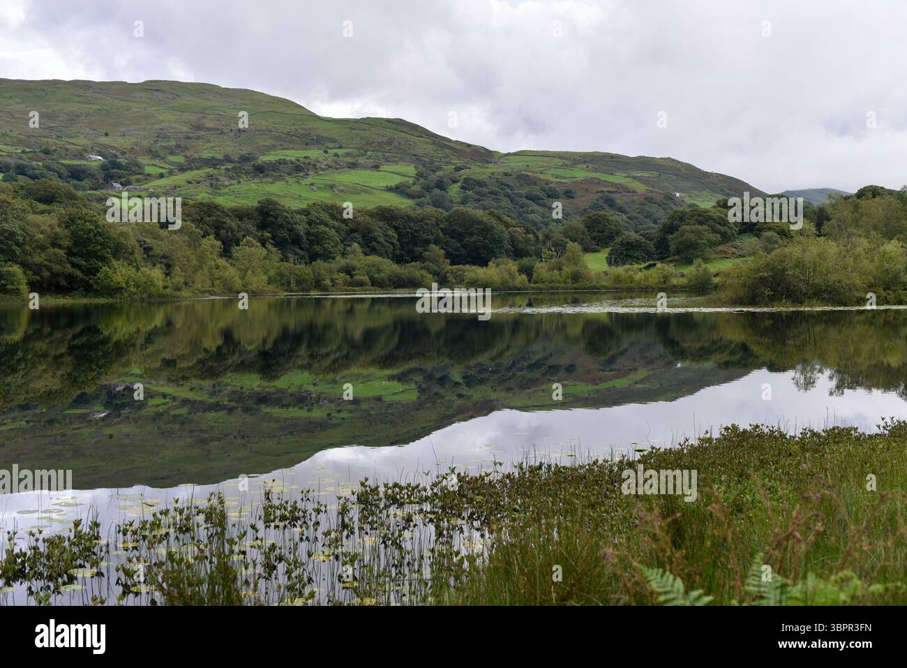 Eine ländliche Szene, Nordwales, Großbritannien Stockfoto