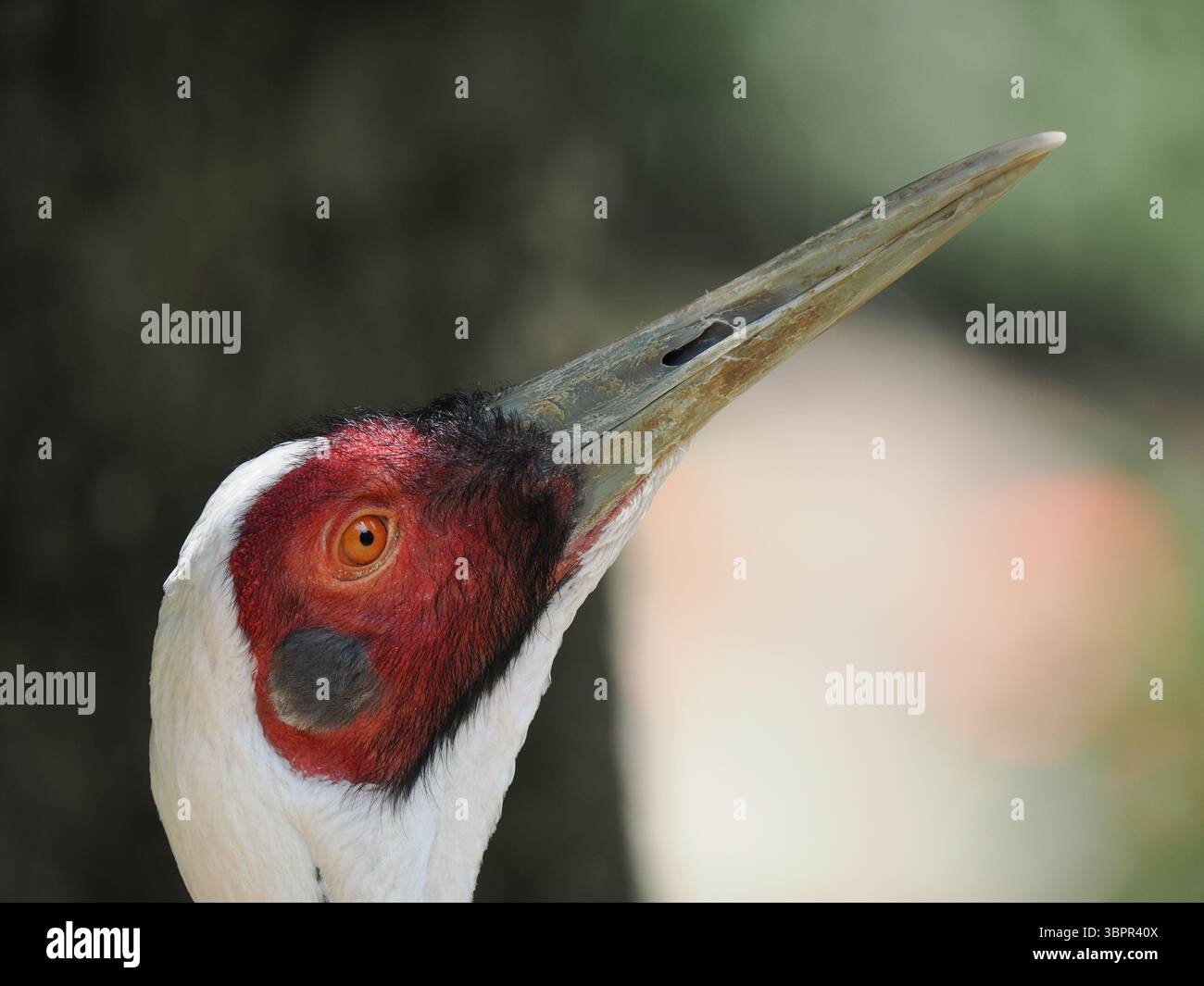 Aufwärts wirkendes Profil eines Weißnappenkrans mit auffälligem rotem Gesichtsfeld und leuchtend orangefarbenem Auge vor einem verschwommenen grünen Hintergrund. Stockfoto