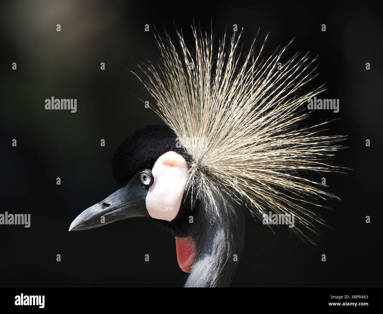 Nahaufnahme eines wunderschönen schwarz gekrönten Krans mit seiner unverwechselbaren goldenen Krone und eleganten Details vor dunklem Hintergrund. Stockfoto