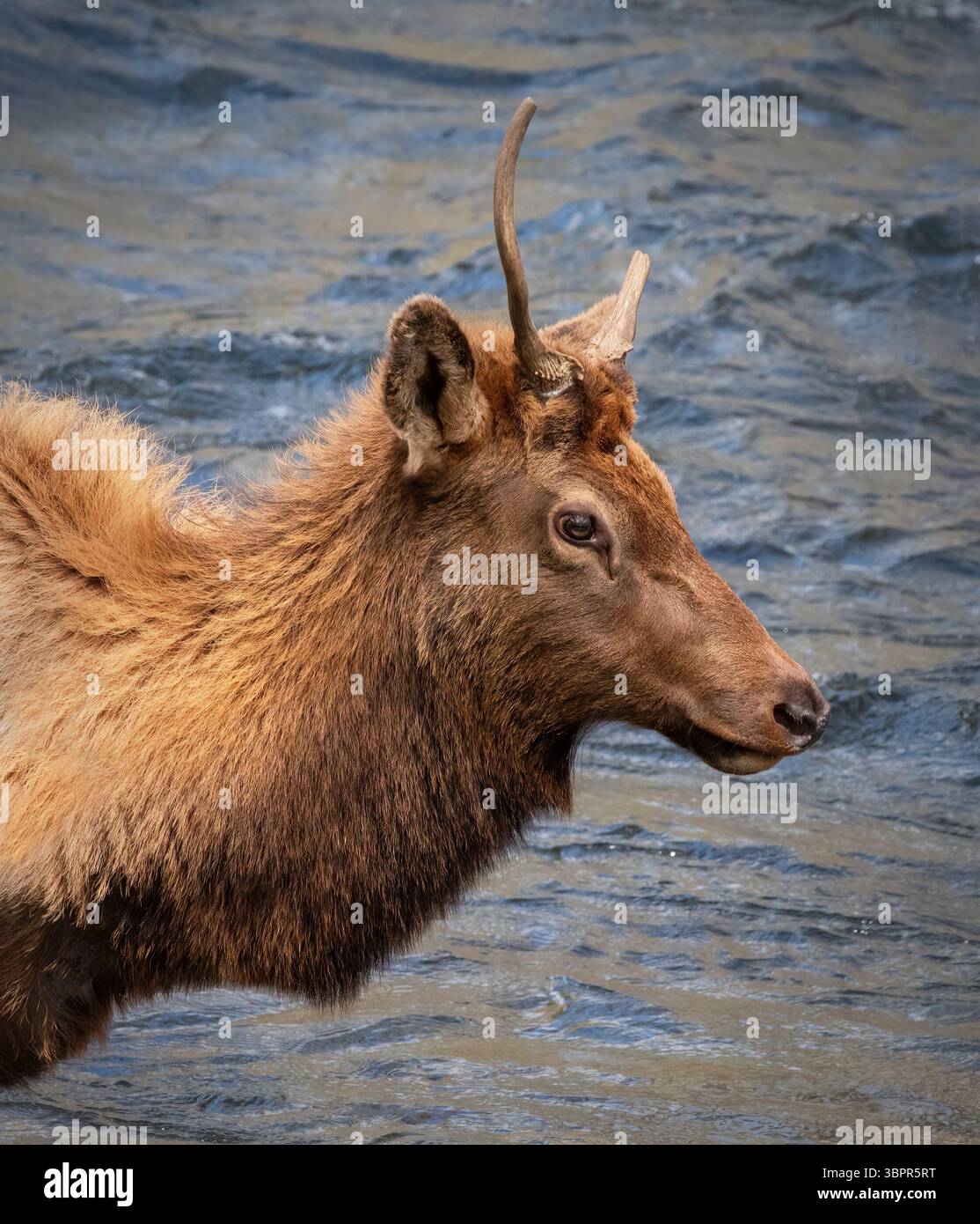 Manitoban-Elch mit gebrochenem Geweih im Oconoluftee River, Great Smoky Mountains National Park, North Carolina Stockfoto
