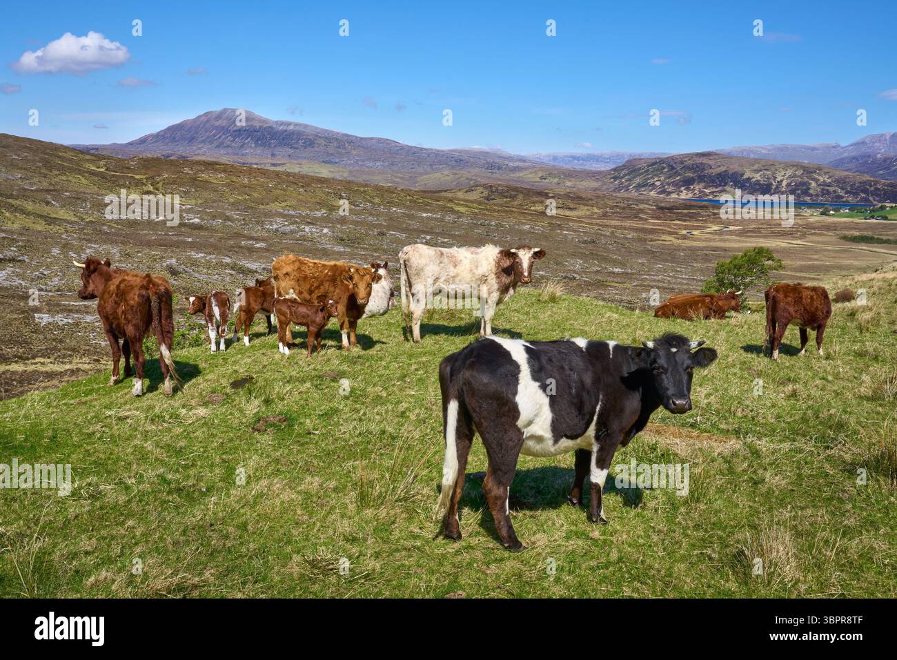 schottische Rinder und Kälber weiden auf einer Weide im Hochland von Nordschottland Stockfoto