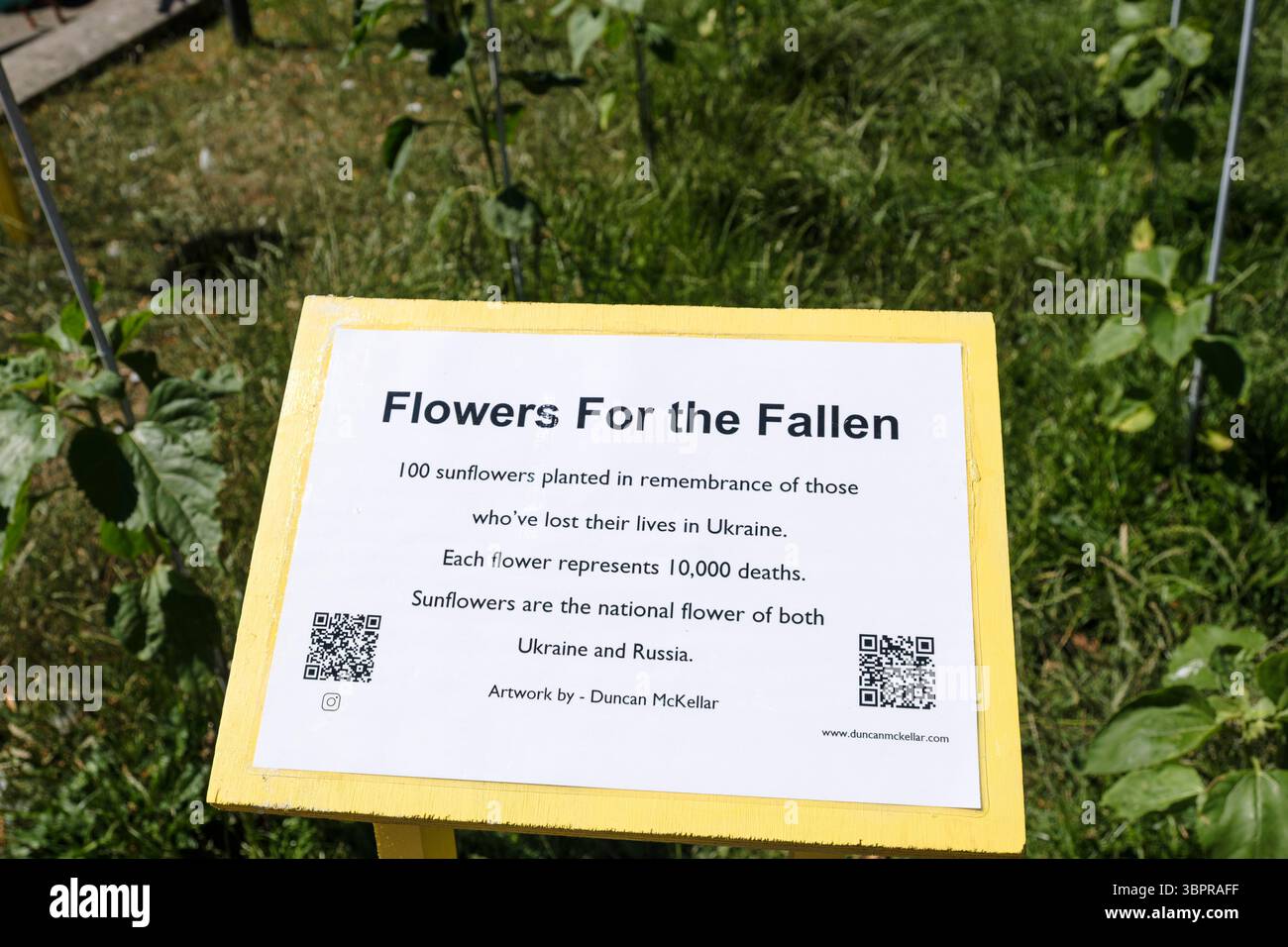 Blumen für die Gefallenen eine Sonnenblumengarde für diejenigen, die im Russland-Ukraine-Konflikt verloren haben. Sonnenblume ist die Nationalblume beider Länder. Bristol Co Stockfoto