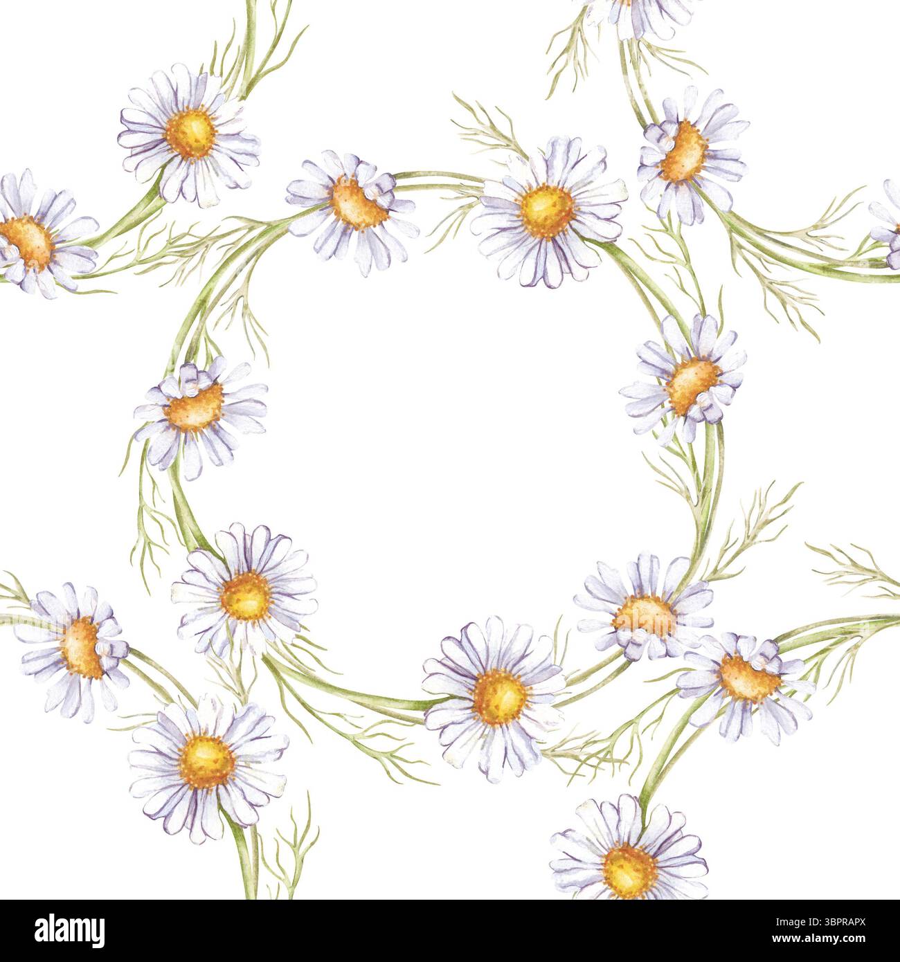 Aquarellnahtloses Muster von Gänseblümchen-Kränzen. Botanische Illustration mit weißen Wildblumen. Isoliert. Nahtloser Blumenhintergrund für Geschenkpapier Stockfoto