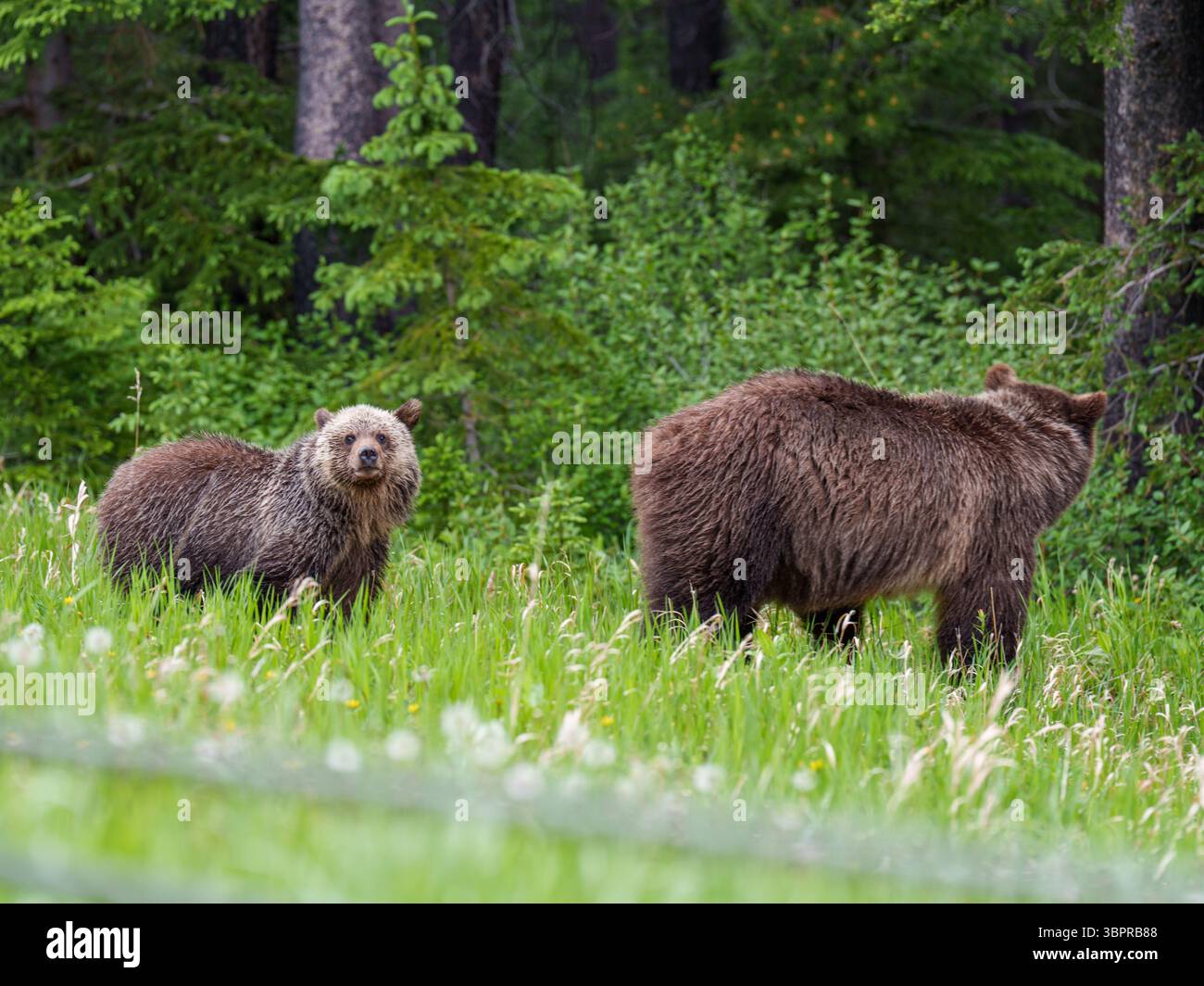 Grizzlybärmutter mit ihrem Jungen auf einer Waldwiese in Alberta, Kanada. Das Jungtier blickt in die Kamera und zeigt einen zarten Moment der Tierwelt Stockfoto