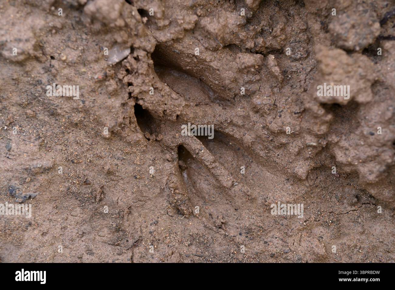 Rotwild (Capreolus capreolus) Hufabdrücke (Slots) im Schlamm am Fluss, Berwickshire, Schottland, März Stockfoto