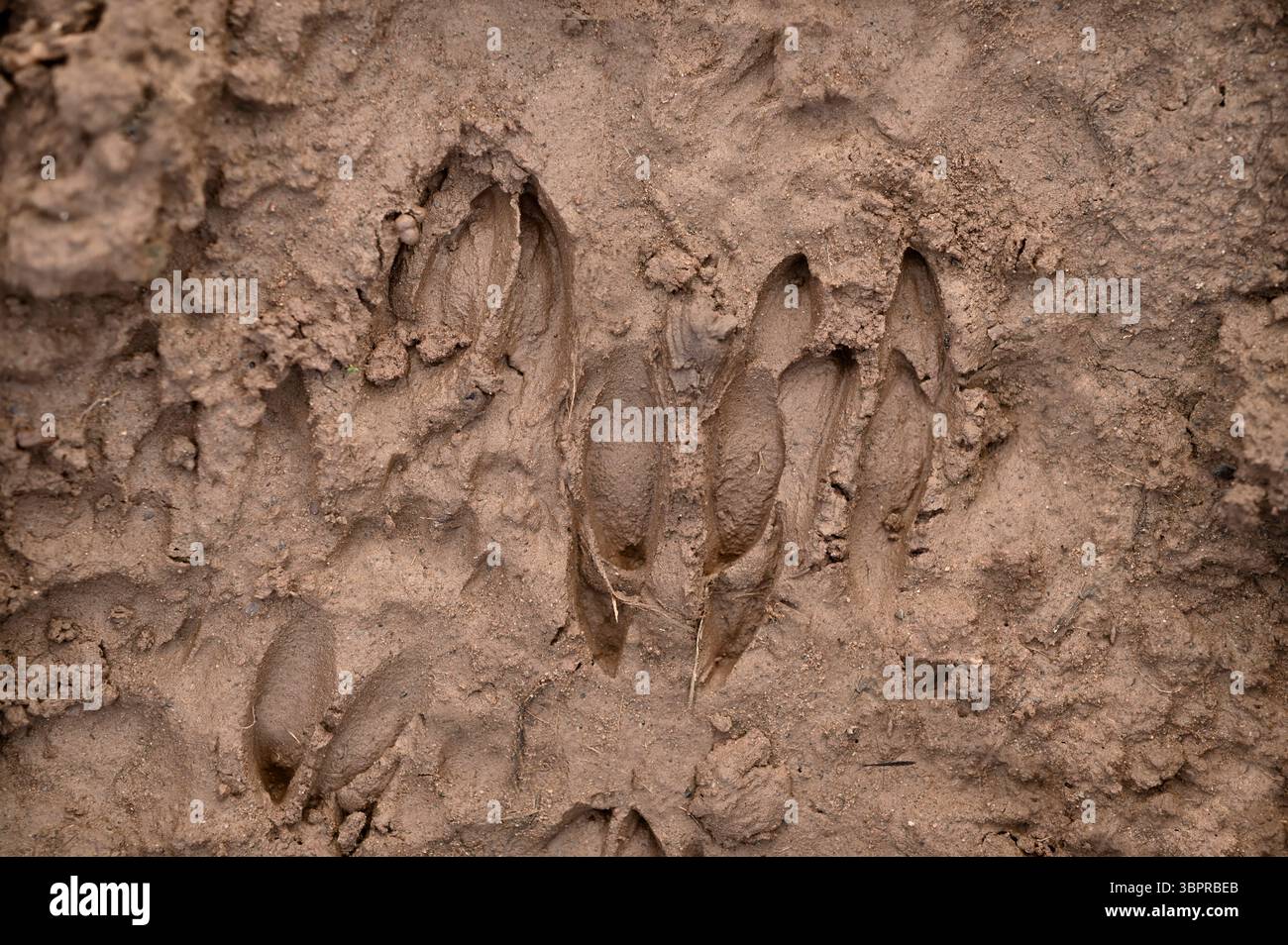Rotwild (Capreolus capreolus) Hufabdrücke (Slots) im Schlamm am Fluss, Berwickshire, Schottland, März Stockfoto