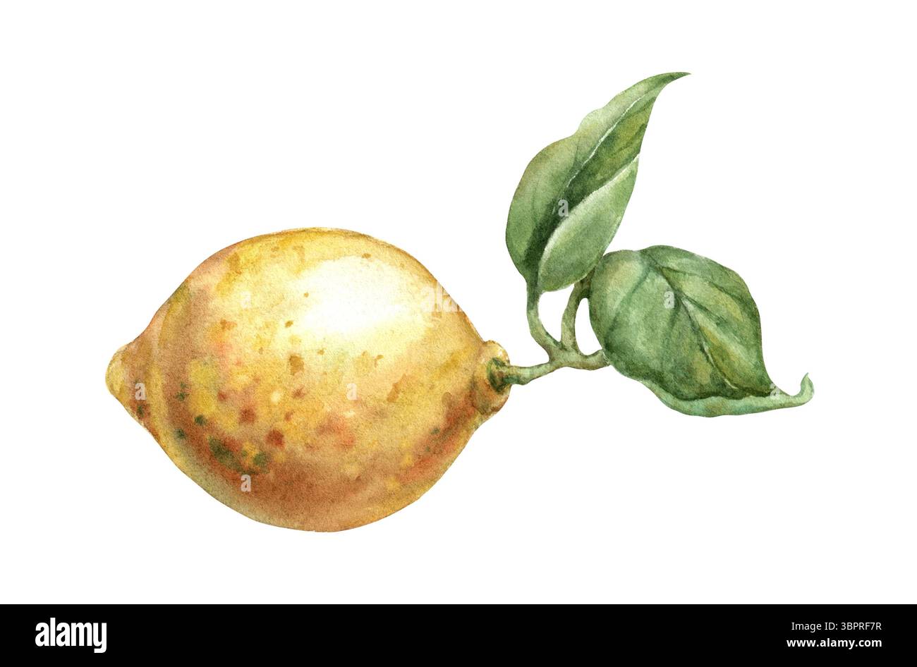 Aquarell Zitrone mit Blättern ganze Zitrusfrucht isoliert Lebensmittel Illustration handgemachte nasse Wirkung Stockfoto