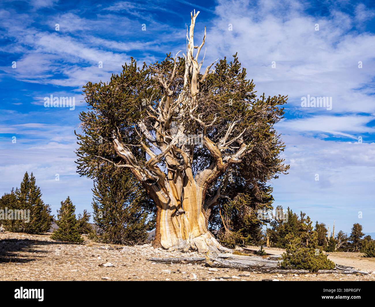 Knorrige Borstlecone-Kiefer mit grünen Nadeln und verdrehten Zweigen wächst im alten Bristlecone Pine Forest in den White Mountains Kaliforniens Stockfoto