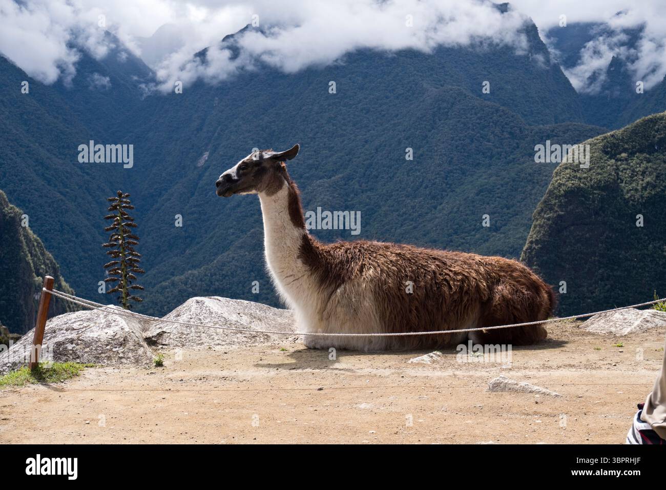 Ein zähmlicher Lama ruht in Machu Picchu, der Inka-Zitadelle aus dem 15. Jahrhundert in Peru, die oft als „verlorene Stadt der Inkas“ bezeichnet wird. Stockfoto