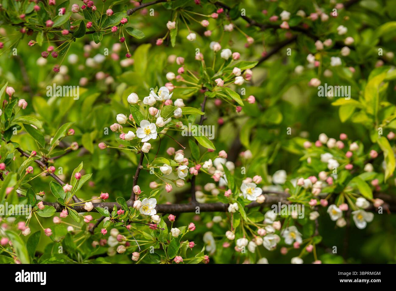 Der Europäische Krabbenapfel „Evereste“ (Malus sylvestris) erblüht im Frühjahr in einem Garten. Nahaufnahme der weissen Blüte eines Krabbenapfelbaums (Malus sylvestris) Stockfoto