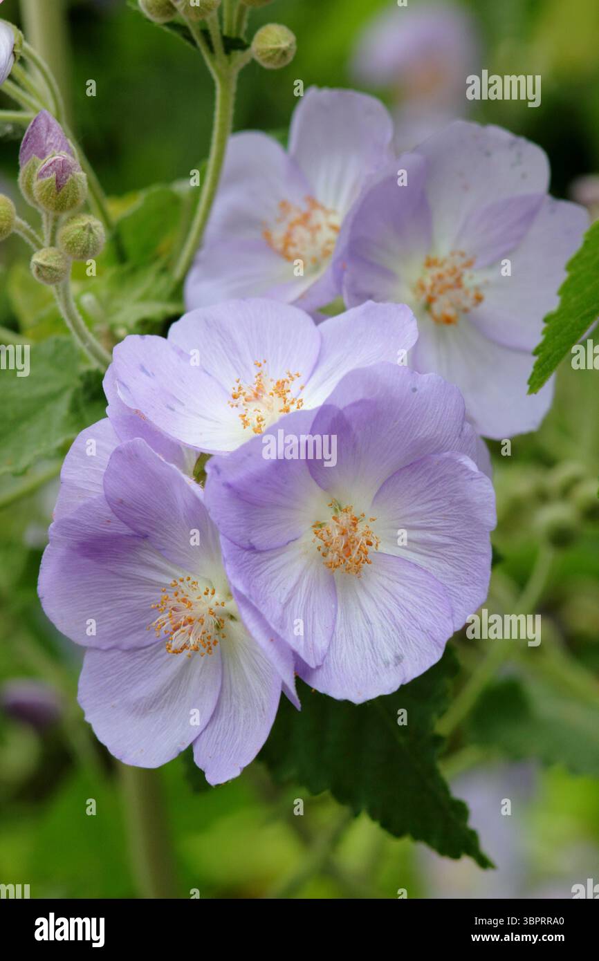 Corynabutilon x suntense 'Jermyns'. Abutilon Jermyns, ein floriferer Kletterstrauch, der im späten Frühjahr charakteristische malvenfarbene Blüten zeigt. UK Stockfoto
