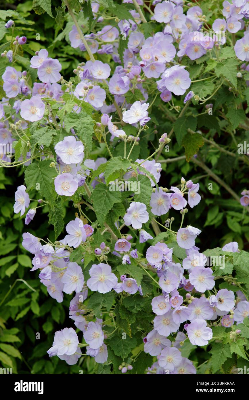 Corynabutilon x suntense 'Jermyns'. Abutilon Jermyns, ein floriferer Kletterstrauch, der im späten Frühjahr charakteristische malvenfarbene Blüten zeigt. UK Stockfoto