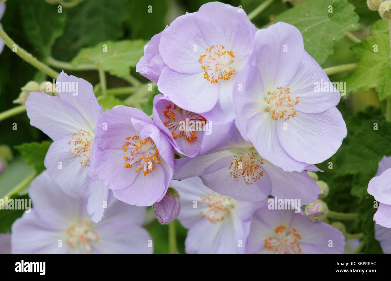 Corynabutilon x suntense 'Jermyns'. Abutilon Jermyns, ein floriferer Kletterstrauch, der im späten Frühjahr charakteristische malvenfarbene Blüten zeigt. UK Stockfoto