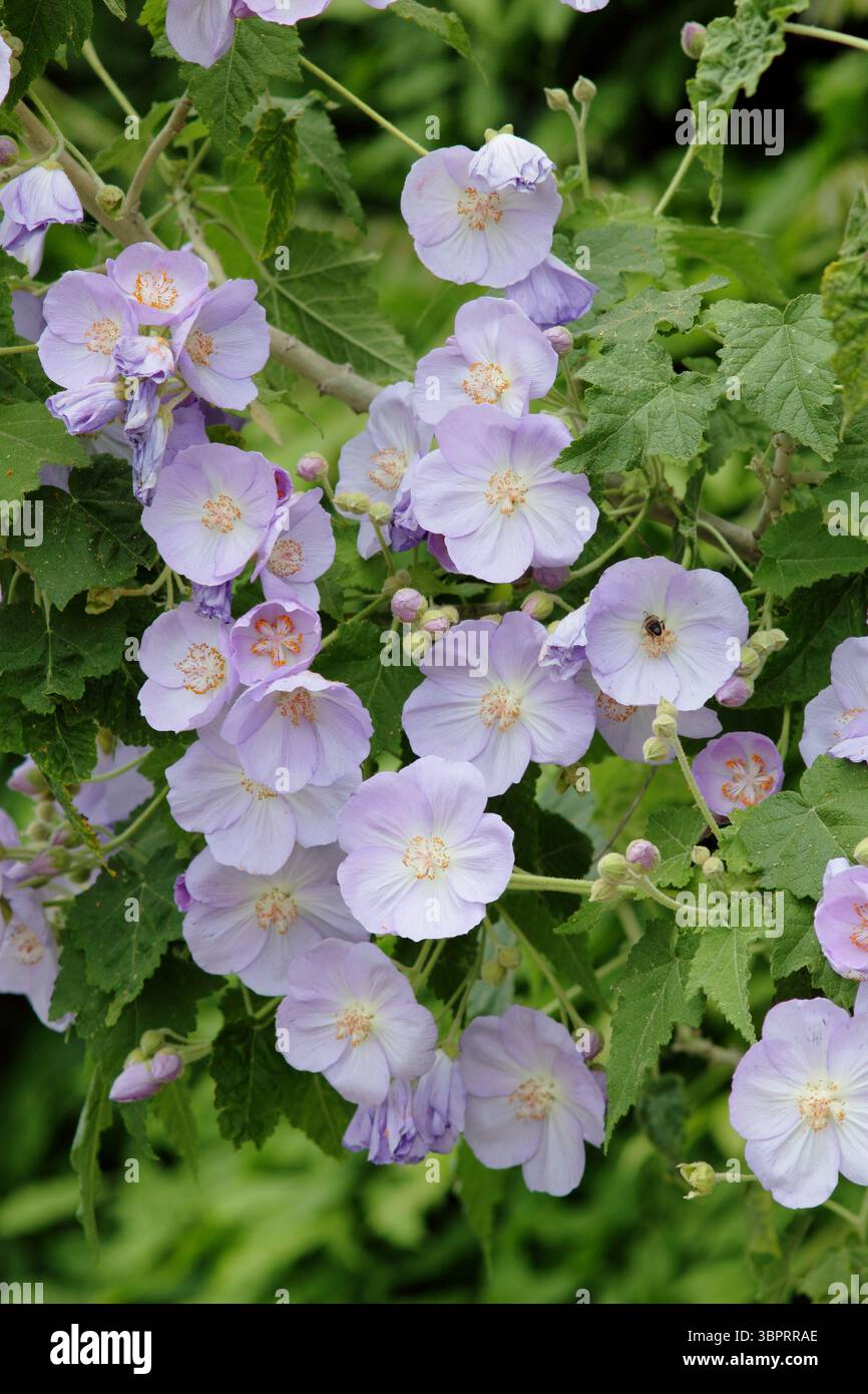Corynabutilon x suntense 'Jermyns'. Abutilon Jermyns, ein floriferer Kletterstrauch, der im späten Frühjahr charakteristische malvenfarbene Blüten zeigt. UK Stockfoto