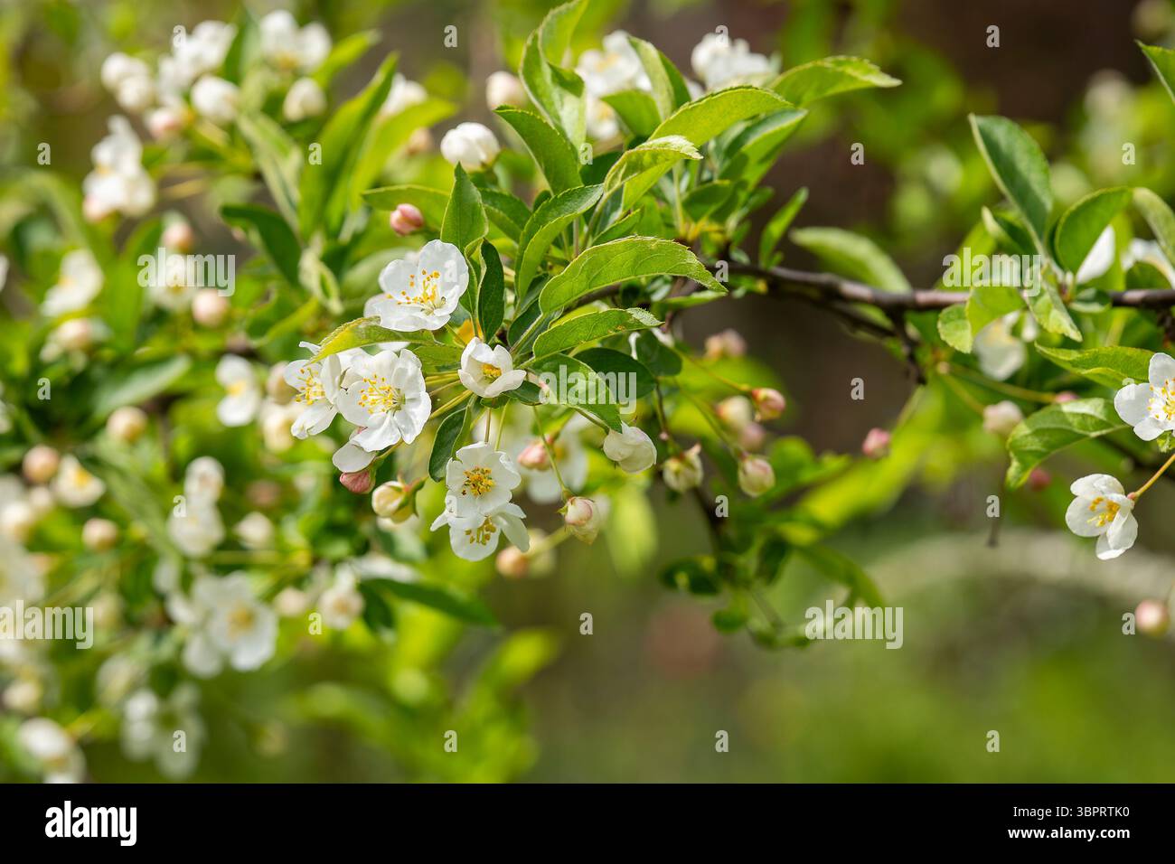 Europäische Krabben-Apfel-Evereste (Malus sylvestris) blühen im Frühling in einem Garten. Nahaufnahme der weissen Blüte eines Krabbenapfelbaums (Malus sylvestris) Stockfoto
