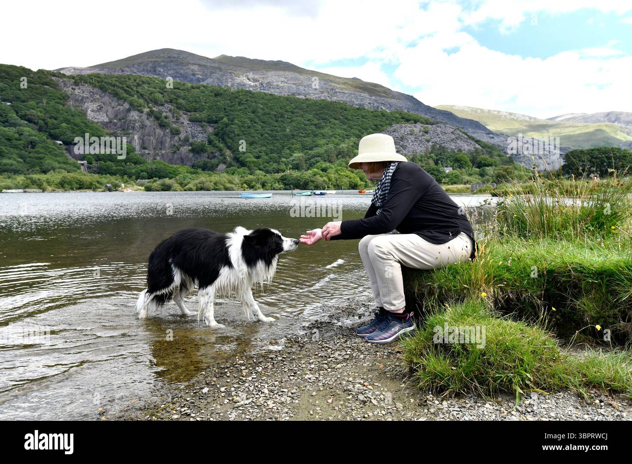 Border Collie Dog Cooling vor Llyn Padarn oder Lake Pardarn in Llanberis in Gwynedd, Snowdonia, Wales Stockfoto