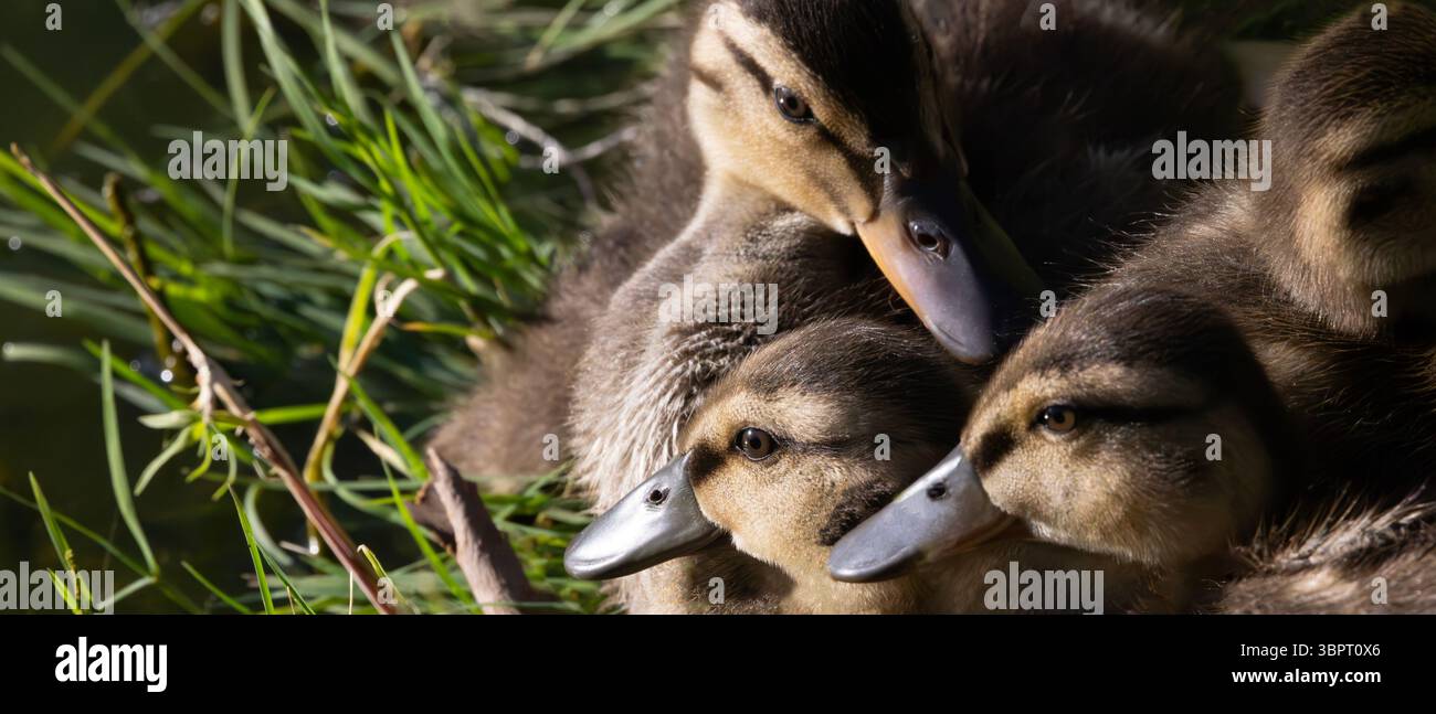 Die urbane Tierwelt findet eine Möglichkeit, zu blühen, wie sie in einer Gruppe von Ententchen am Rande des Gemeindeteiches im städtischen Tucson, Arizona, im Fort Lowell Park zu sehen ist. Stockfoto