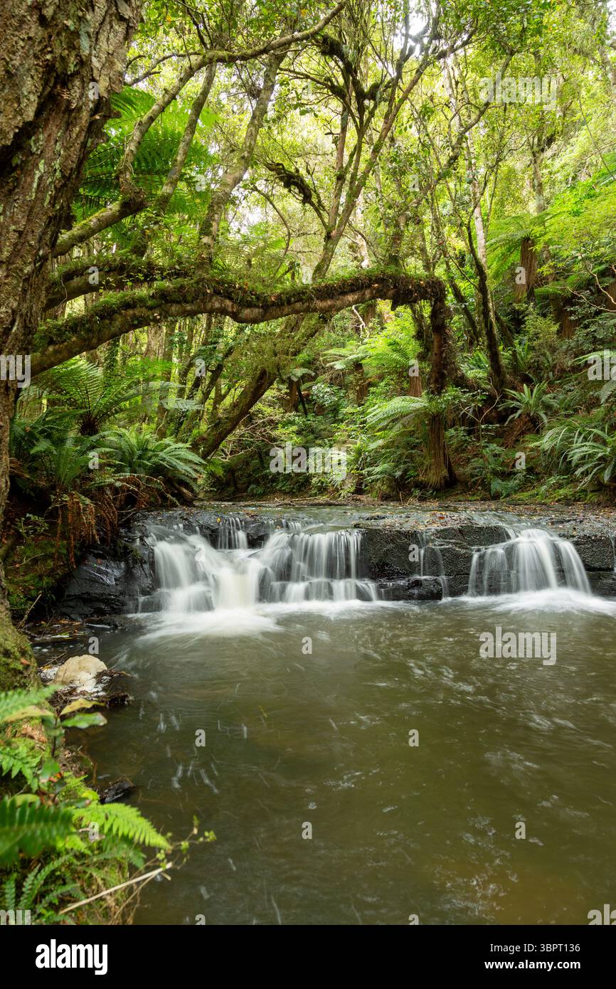 Kleiner Wasserfall am Purakaunui River, Catlins Forest Park, South Island, Neuseeland Stockfoto