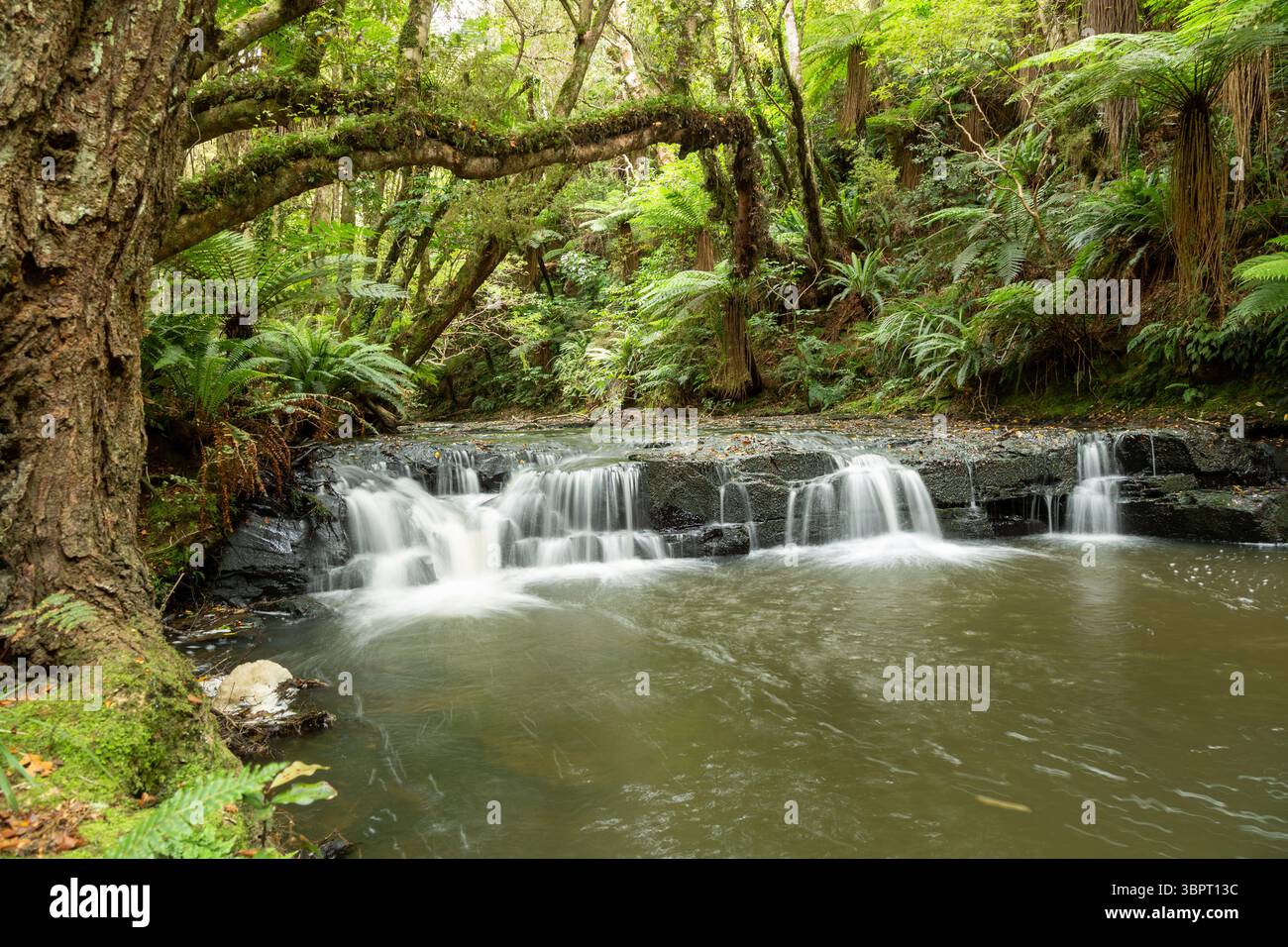 Kleiner Wasserfall am Purakaunui River, Catlins Forest Park, South Island, Neuseeland Stockfoto