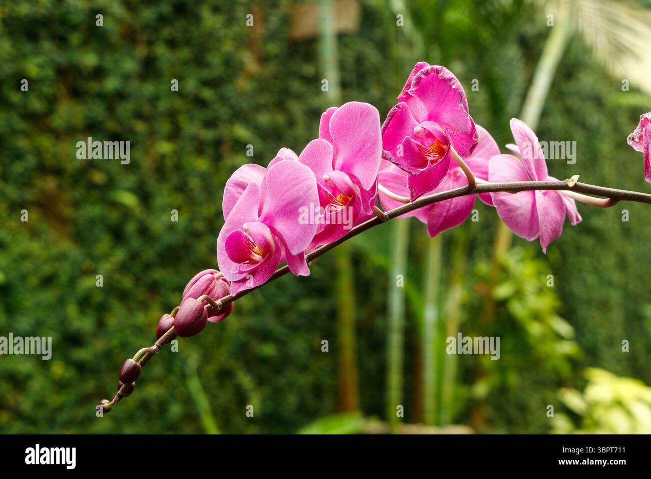 Leuchtend rosa Orchideen phalaenopsis auf einem langen bogenförmigen Stiel mit einem üppig grünen Garten Hintergrund bei Tageslicht Stockfoto