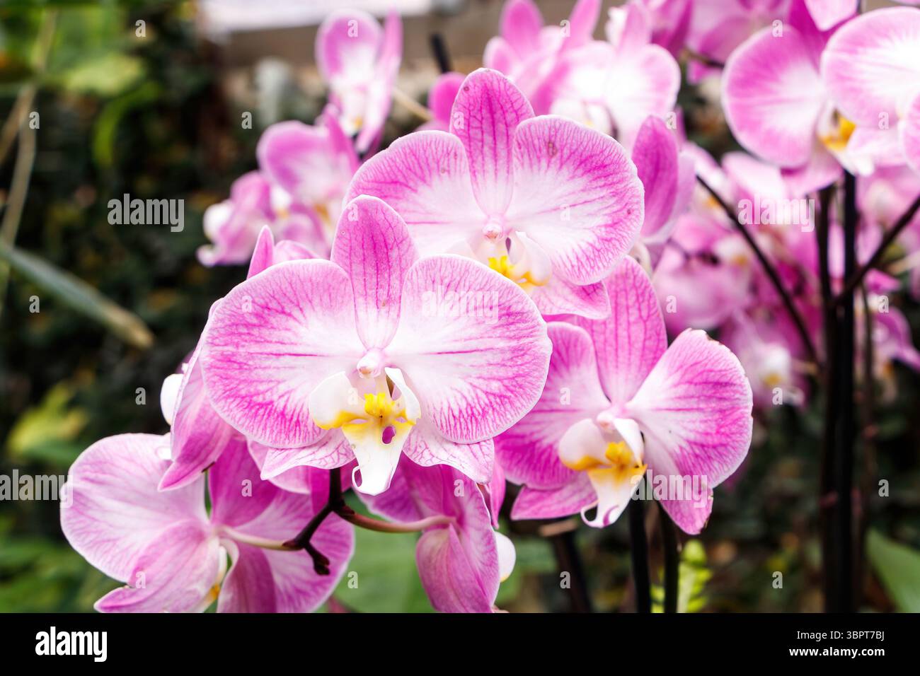 Leuchtend rosa und weiße Orchideen phalaenopsis mit komplizierten Mustern in voller Blüte in einer üppigen Gartenumgebung Stockfoto