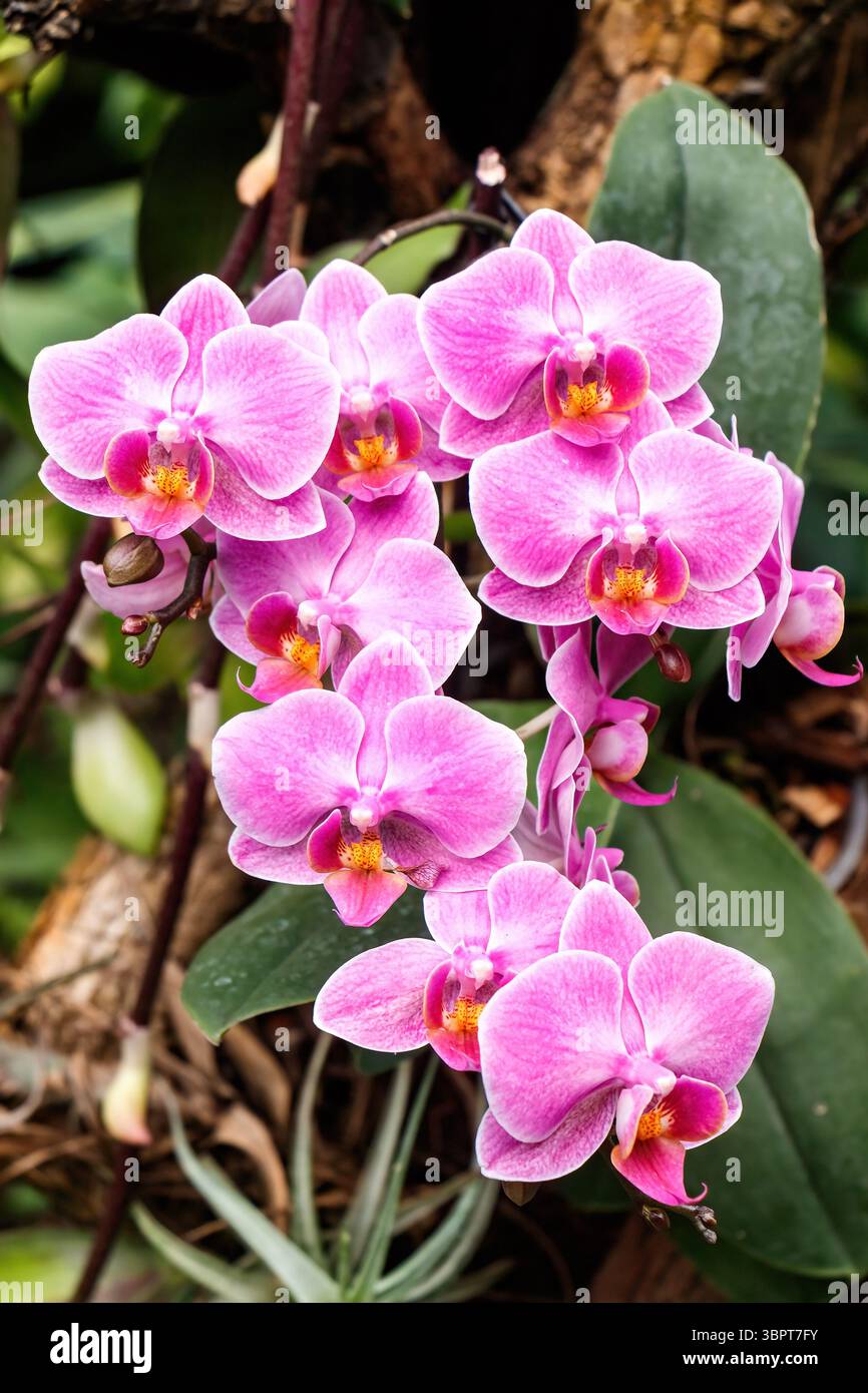 phalaenopsis Gruppe von leuchtend rosa Orchideen mit üppig grünen Blättern in einer natürlichen Umgebung mit zarten Blütenblättern und komplizierten Mustern Stockfoto