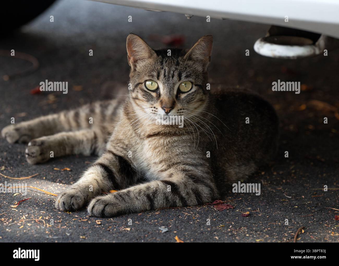 Eine tabby Straßenkatze mit glänzenden Augen liegt bequem im Schatten unter einem Auto auf Gran Canaria. Gestreiftes Fell in erdigen Braun- und Schwarztönen. Stockfoto