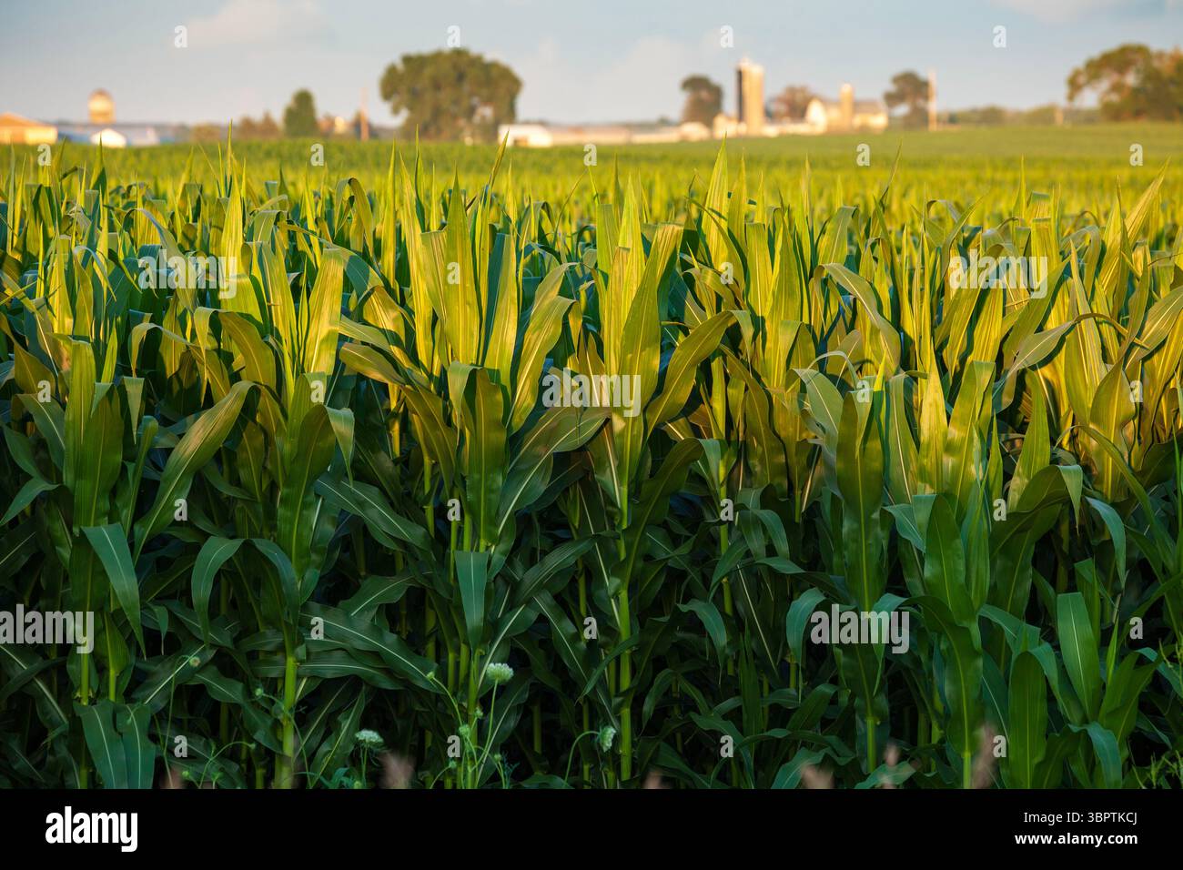 Mais in der späten Sonne und im Schatten mit defokussierter Farm im Hintergrund während des Sommers Stockfoto