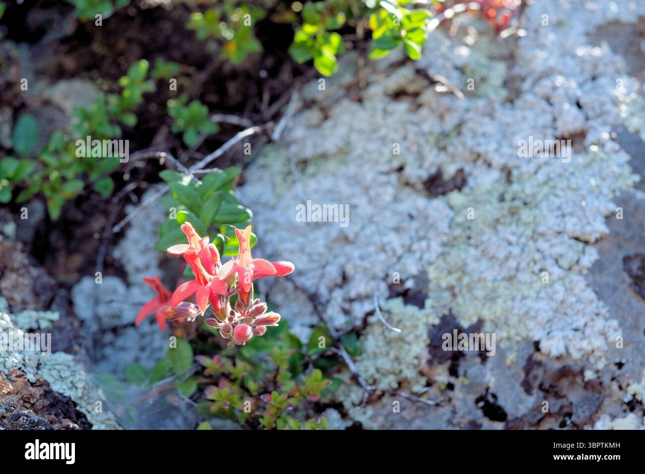 Rote Bartzunge (Keckiella corymbosa) wächst auf felsigem Gelände auf einem Pfad in der Nähe von Calistoga, Kalifornien; blühender, bewaldeter Unterstrauch, endemisch in Kalifornien. Stockfoto