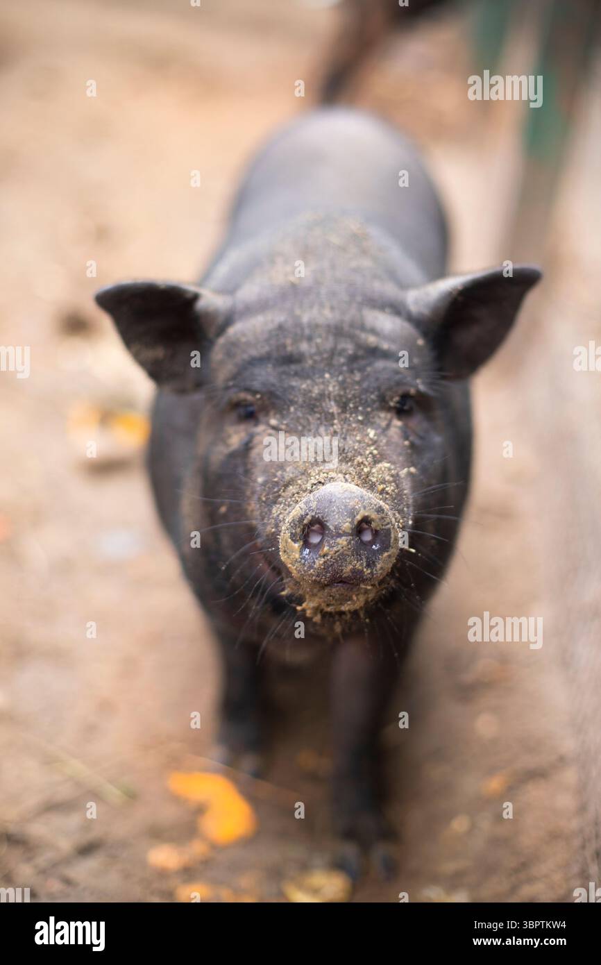Ein schwarzes Schwein auf einer Farm, ein großer Schwarm zeigt seine Nase und schnüffelt. oink Stockfoto
