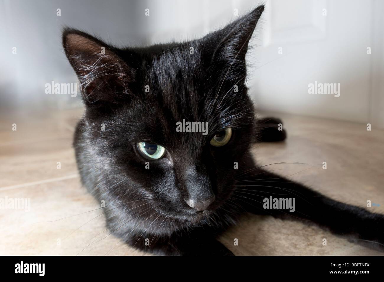 Domestizierte schwarze Katze posiert Stockfoto
