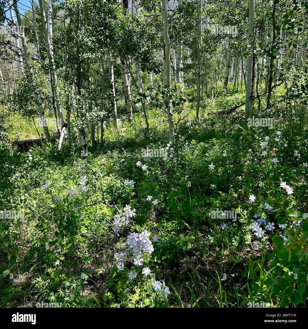 Ruhiger Aspen Wald Boden voller Sonnenlicht und Wildblumen Stockfoto